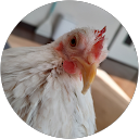 Nanoha profile picture